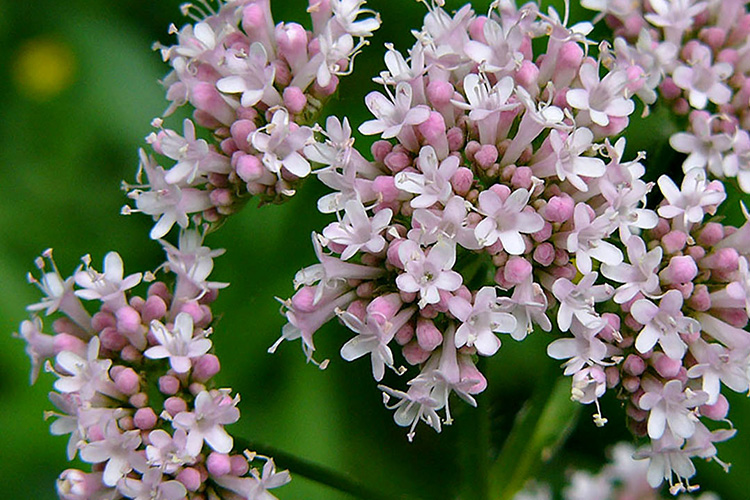 valerian flower